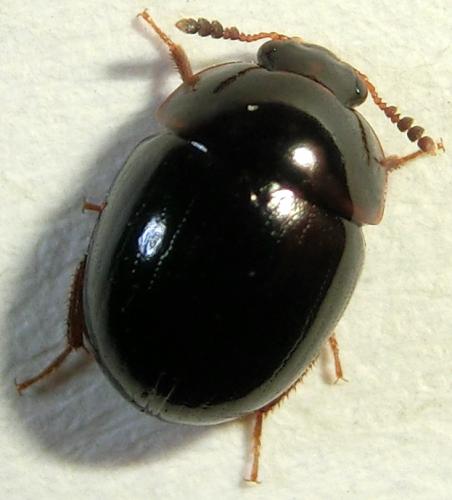 Réf. 189 371 : Anisotoma glabra